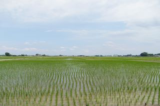 大利根の田園風景